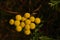 A close up of yellow flowers of Tanacetum vulgare (common tansy, bitter buttons, cow bitter, golden buttons) in dew