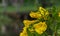 Close-up Yellow Flowers, Tecoma stans Yellow Bell