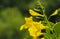 Close-up Yellow Flowers, Tecoma stans Yellow Bell