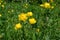 A close up of yellow flowers of Trollius europaeus the globeflower