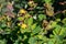 Close-up of Yellow flowers of Tutsan under a sunny sunlight