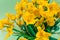 Close-up of yellow forest tulips on a green background. The basis for the postcard. Mother's Day, 8 March. Place for an