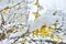 Close-up of yellow forsythia blossoms covered in snow