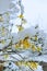 Close-up of yellow forsythia blossoms covered in snow