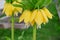 Close-up of yellow fritillaria imperialis flowers