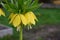 Close-up of yellow fritillaria imperialis flowers