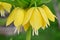 Close-up of yellow fritillaria imperialis flowers