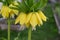 Close-up of yellow fritillaria imperialis flowers