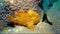 Close up of yellow frogfish