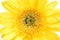 Close up of yellow gerber daisy