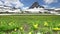 a close up of yellow glacier lilies at logan pass in glacier national park