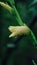 Close up  yellow gladiolus flower bud with raindrop morning water droplet beautiful garden