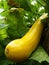 Close Up of Yellow Golden Zucchini or Courgette Plant