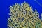 Close up of yellow Gorgonian sea fan coral