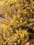 close up yellow gorse flowers broom texture spring bright beautiful