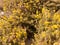 close up yellow gorse flowers broom texture spring bright beautiful