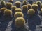 close up yellow green cactus balls growing from lava stone in sunlight