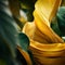 a close up of a yellow and green leafy plant