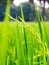 Close up of yellow green rice field