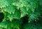 Close-up yellow-green texture of leaves western thuja Aurea, thuja occidentalis, northern white-cedar, or eastern white cedar