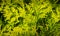 Close-up yellow-green texture of leaves western thuja Thuja occidentalis Aurea. Nature landscape, fresh wallpaper