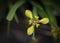 Close-up of yellow ground orchid Spathoglottis, the tropical flower and decorate in the garden