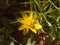 close up of yellow growing spring pretty flower floor green grass - Ranunculus ficaria L. - Lesser Celandine