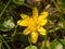 close up of yellow growing spring pretty flower floor green grass - Ranunculus ficaria L. - Lesser Celandine