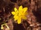 close up of yellow growing spring pretty flower floor - Ranunculus ficaria L. - Lesser Celandine