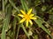 close up of yellow growing spring pretty flower floor - Ranunculus ficaria L. - Lesser Celandine