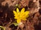 close up of yellow growing spring pretty flower floor - Ranunculus ficaria L. - Lesser Celandine