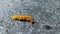 close up of Yellow hairy caterpillar on the street. nature background.