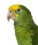 Close-up of a Yellow-headed Amazon (6 months old)