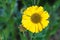 Close-up of yellow Helenium bloom