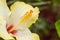 Close up of Yellow Hibiscus