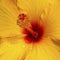 Close up of a Yellow Hibiscus flower