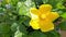 A close-up of a yellow hibiscus flower