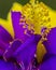 Close-up of yellow hibiscus on purple orchid petals.