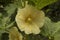 close-up: yellow hollyhocks flower among the leaves