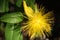 Close-up yellow hypericum flower