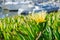 Close up of Yellow Iceplant Carpobrotus edulis wildflowers