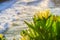 Close up of Yellow Iceplant Carpobrotus edulis wildflowers