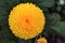 Close up of yellow Inca marigold or Culcutta Zendu, Pune