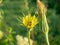 Close-up of the yellow Inula flower. Selective focus, traditional medicine