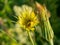 Close-up of the yellow Inula flower. Selective focus, traditional medicine