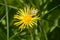 Close-up of yellow inula helenium with white butterfly