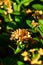 Close-up of yellow Ixora Gold in the garden.