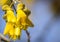 Close up of yellow Kowhai flowers with copy space