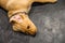 Close up of yellow lab puppy on a slate kitchen floor, floppy ears and funny face