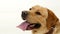 Close-up of a yellow Labrador Retriever dog with a